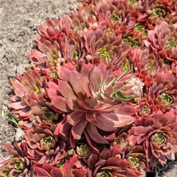 Sempervivum_Othello_HRM_Q2.jpg