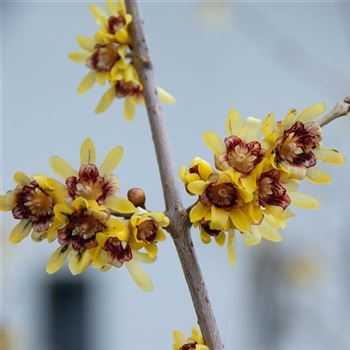 Chimonanthus_praecox_2008_0103.jpg