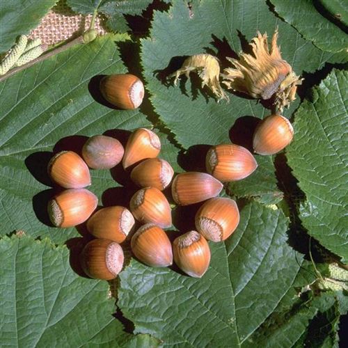 Corylus avellana 'Cosford'