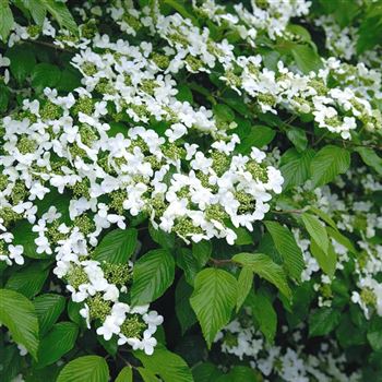 Viburnum_plicatum_Mariesii_2006_1475.jpg