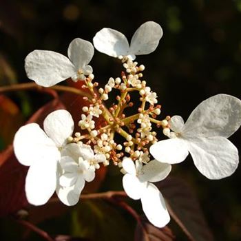 Viburnum_plicatum_Mariesii_GR_R1.JPG