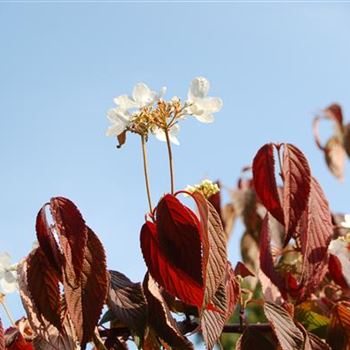 Viburnum_plicatum_Mariesii_GR_R2.JPG