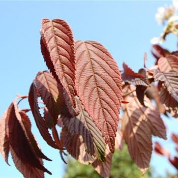 Viburnum_plicatum_Mariesii_GR_R3.JPG