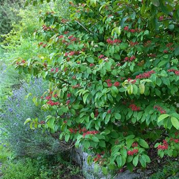 Viburnum_plicatum_Mariesii_2007_4956.jpg