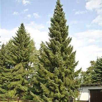 Picea_omorika_2007_6004.jpg