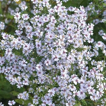 Aster_cordifolia_Ideal_HRM_Q2.jpg