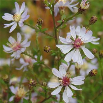 Aster_cordifolius_Ideal_WI_Q1.jpg