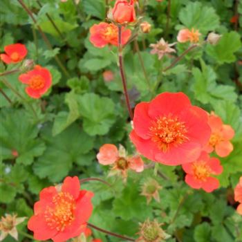 Geum_coccineum_Borisii_WI_Q1.jpg