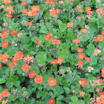 Geum_coccineum_Borisii_WI_Q2.jpg