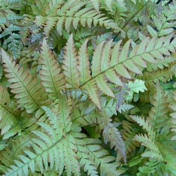 Dryopteris_erythrosora_WI_Q2.jpg