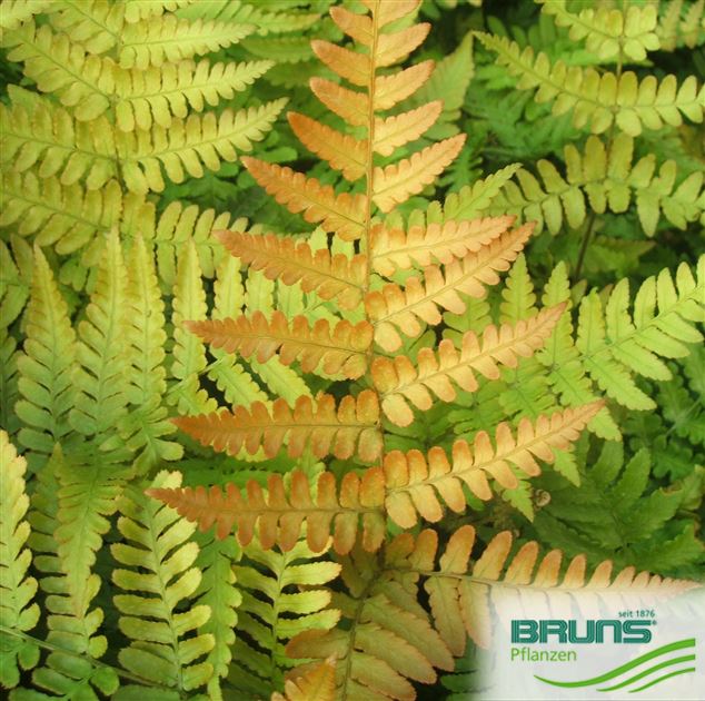 Dryopteris erythrosora, Rotschleierfarn von Bruns Pflanzen