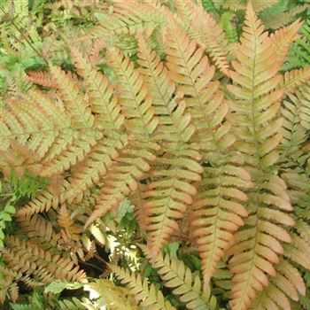 Dryopteris_erythrosora_WI_Q3.jpg