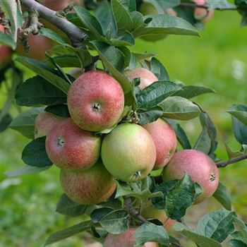 Malus_domestica_Rheinischer_Bohnapfel_HRM_Q2.jpg