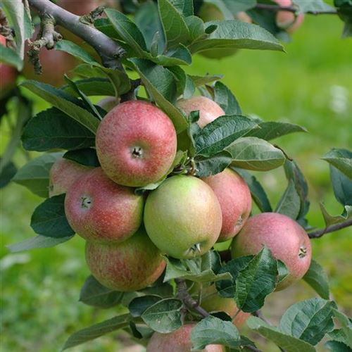 Malus domestica 'Rheinischer Bohnapfel'