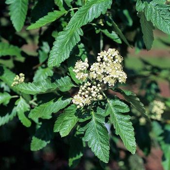 Sorbus_thuringiaca_Fastigiata_2003-2157.jpg