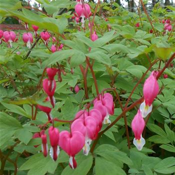 Dicentra_spectabilis_WI_Q2.jpg