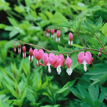 Dicentra_spectabilis_2003_0269_q.jpg