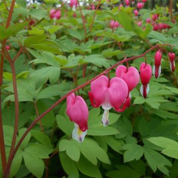 Dicentra_spectabilis_WI_Q1.jpg