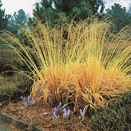 Molinia caerulea 'Variegata'