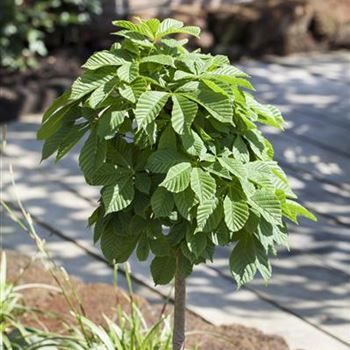 Aesculus hippocastanum