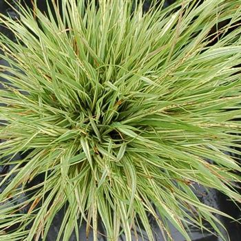 Molinia_caerulea_Variegata_GR_Q2.jpg