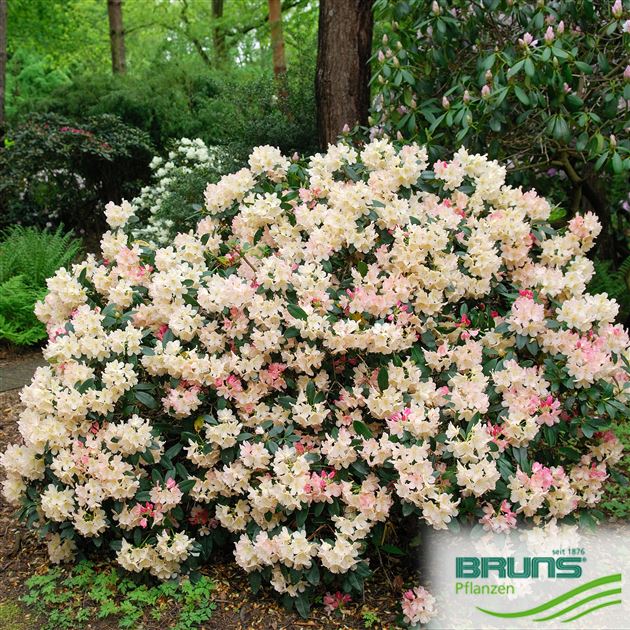 Rhododendron yakush. 'Percy Wiseman' von Bruns Pflanzen