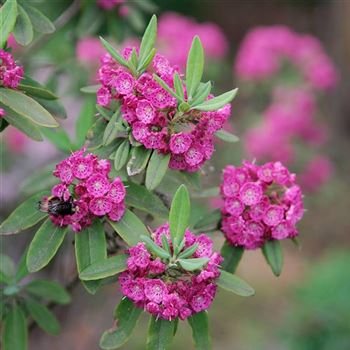 Kalmia_angustifolia_Rubra_2009_3640.jpg