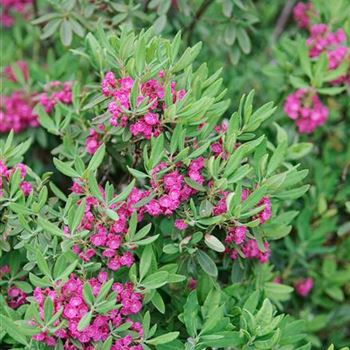 Kalmia_angustifolia_Rubra_2009_3636.jpg