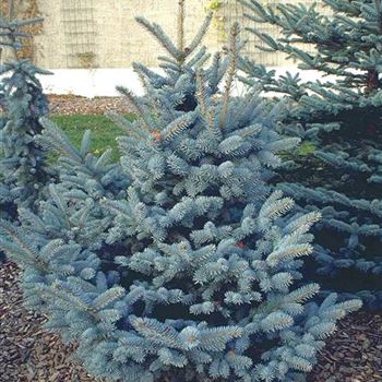 Picea_pungens_Oldenburg_2000_3972.jpg