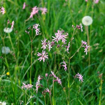 Lychnis_flos_cuculi_HRM_Q2.jpg