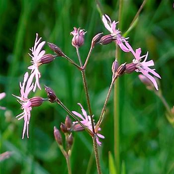 Lychnis_flos_cuculi_HRM_Q1.jpg