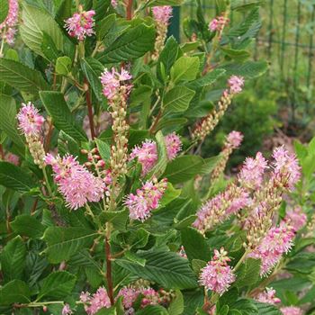 Clethra_alnifolia_Pink_Spire_2005-4144.jpg