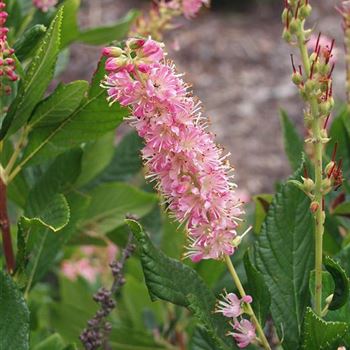 Clethra_alnifolia_Pink_Spire_2005_4139.jpg