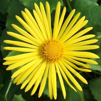 Doronicum_orientale_WI_Q1.jpg