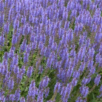 Salvia_nemorosa_Blauhuegel_HRM_Q1.jpg