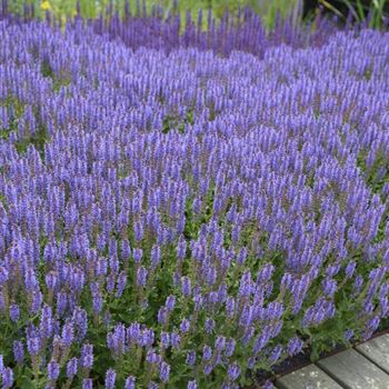 Salvia_nemorosa_Blauhuegel_HRM_Q2.jpg