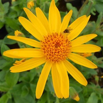 Arnica_montana_WI_Q1.jpg