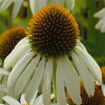 Echinacea_purpurea_Alba_WI_Q1.jpg