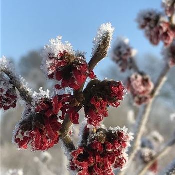 Hamamelis_intermedia_Diane_Petalen_Winter.JPG