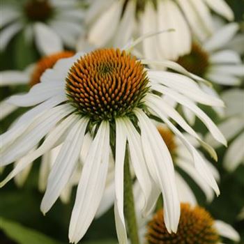 Echinacea_purpurea_Alba_1S1B7318.JPG