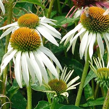 Echinacea_purpurea_Alba_HRM_Q4.jpg