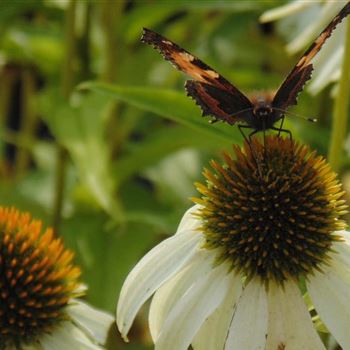 Echinacea_purpurea_Alba_WI_Q3.jpg