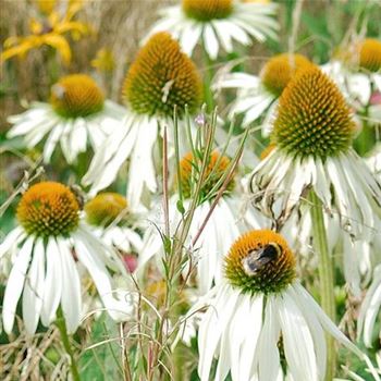 Echinacea_purpurea_Alba_HRM_Q5.jpg