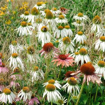 Echinacea_purpurea_Alba_HRM_Q6.jpg