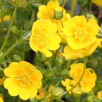 Potentilla_aurea_HRM_Q1.jpg