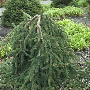 Picea_abies_Inversa_2008_8894.jpg