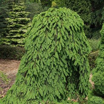 Picea_abies_Inversa_2005_2228_b.jpg