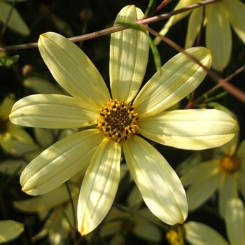 Coreopsis_verticillata_Moonbeam_WI_Q1.jpg