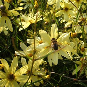 Coreopsis_verticillata_Moonbeam_WI_Q2.jpg