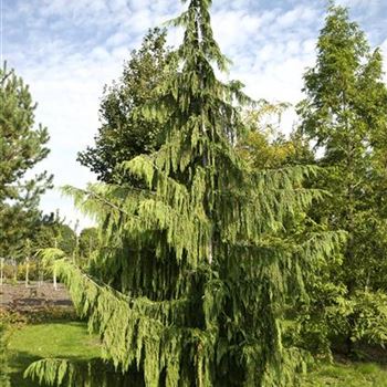 Chamaecyparis_nootkatensis_Pendula_2007_8457.jpg